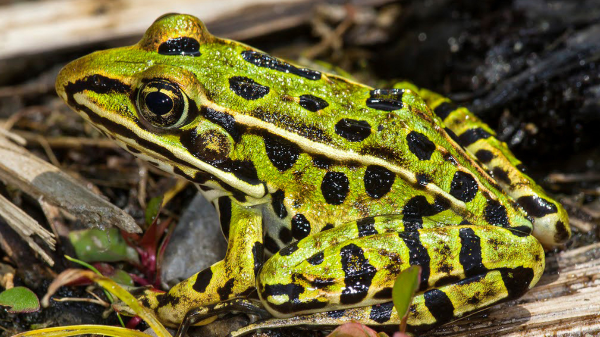 can-a-frog-survive-with-3-legs-is-it-really-possible