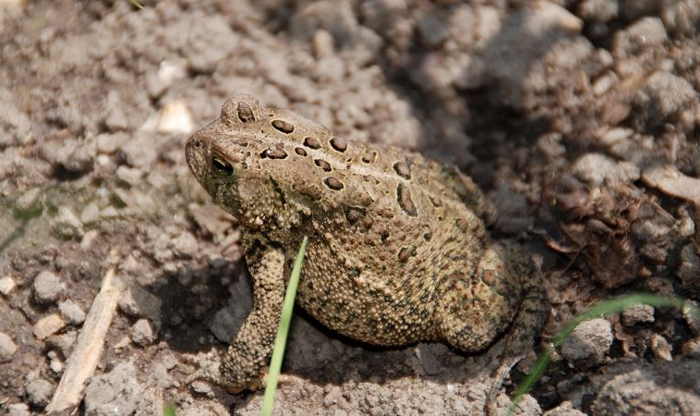 Can a frog survive with a missing back leg