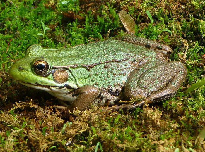 Can frogs change gender