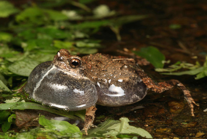 Conservation Status Of Túngara Frogs