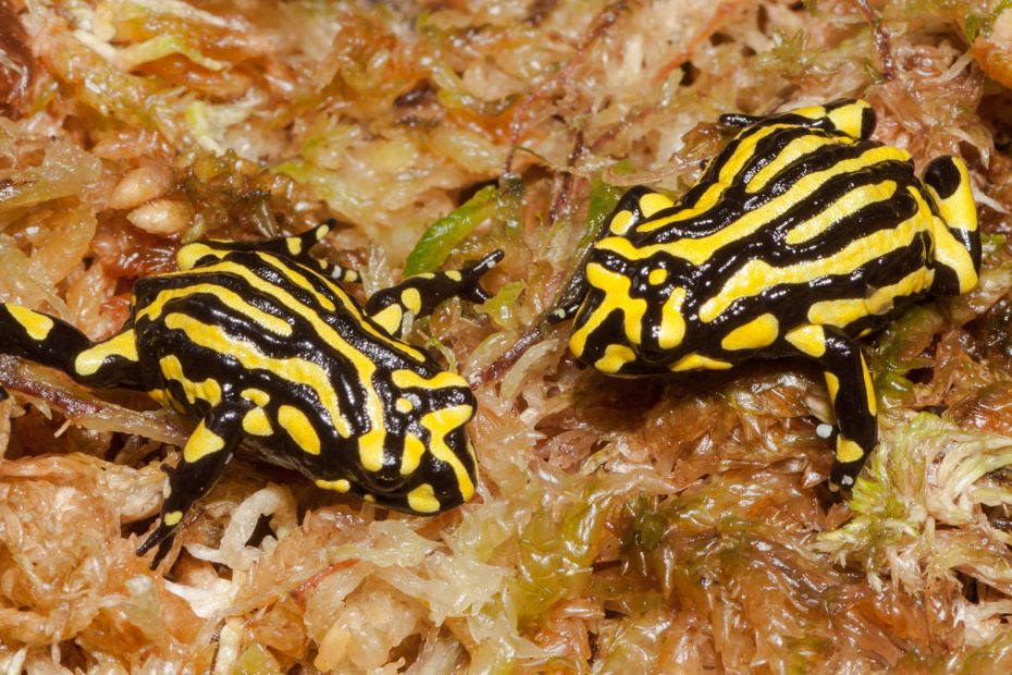 Corroboree Frogs