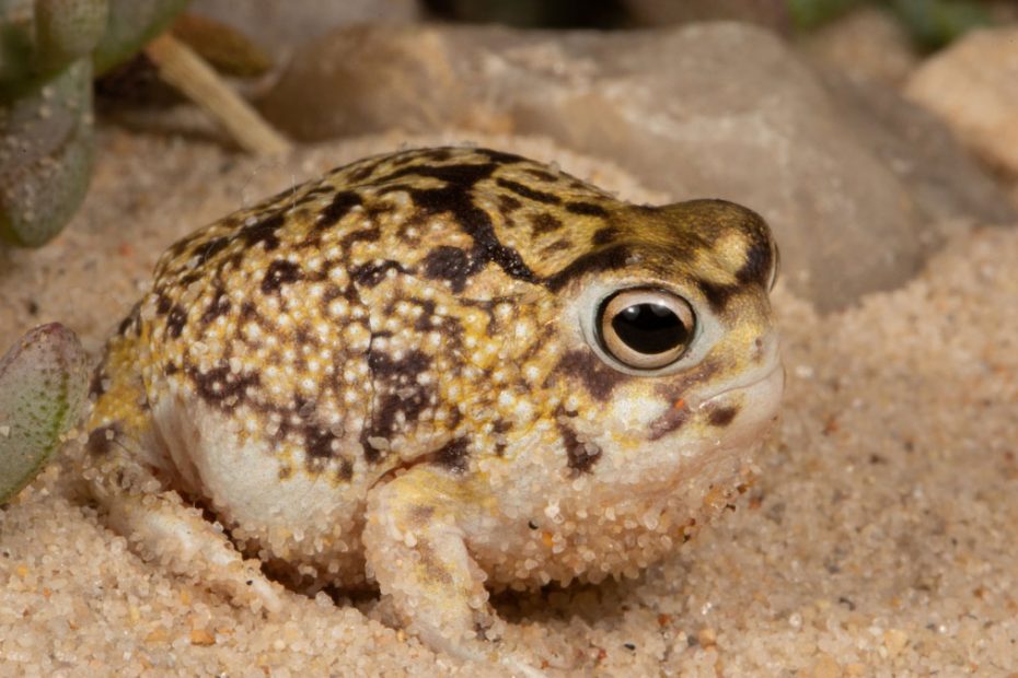 Desert Rain Frog