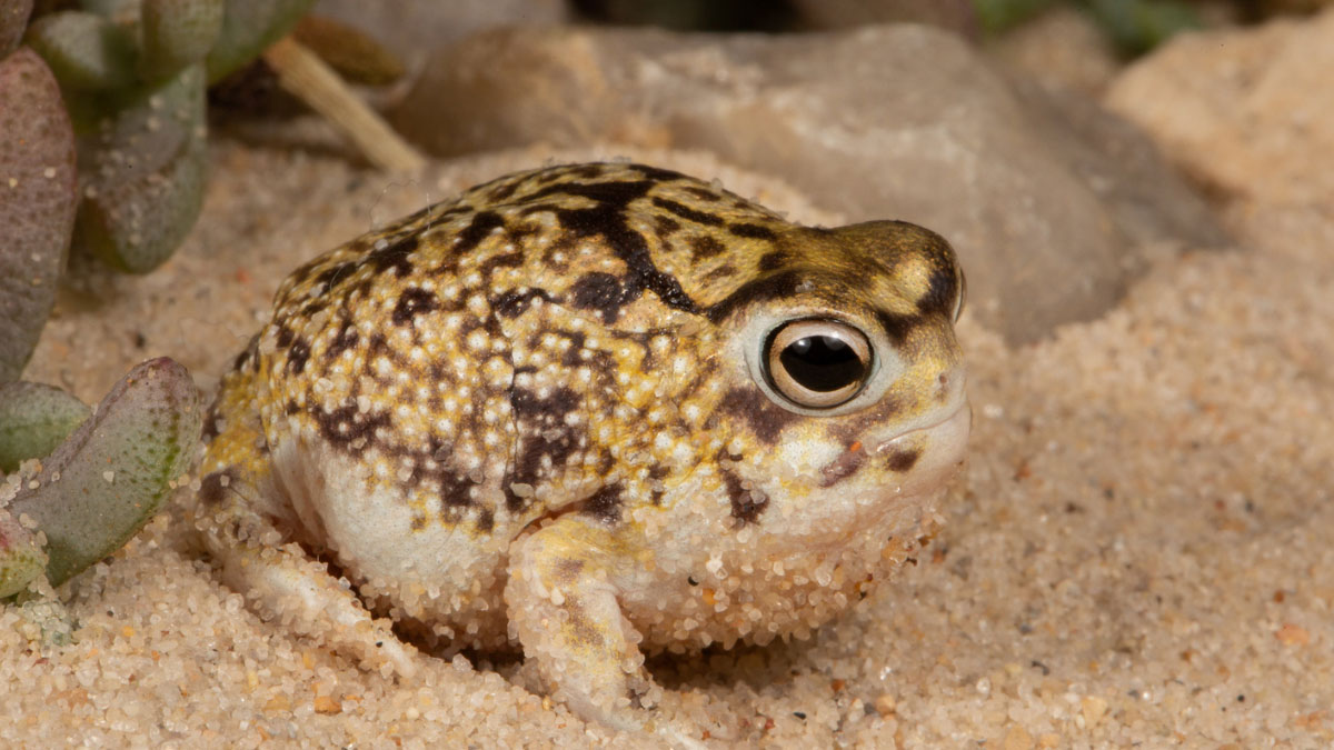 Desert Rain Frog 101: Physical Characteristics, Habitat, Behavior, and ...