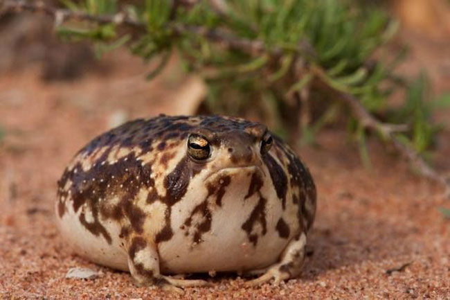 Desert Rain Frog 101: Physical Characteristics, Habitat, Behavior, and ...