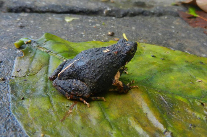 Different Species Of Túngara Frogs Found In Central America