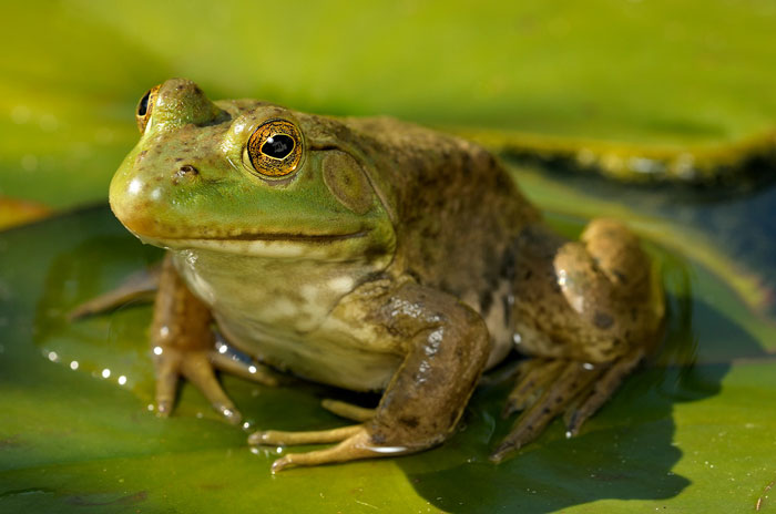 Do frogs have testicles