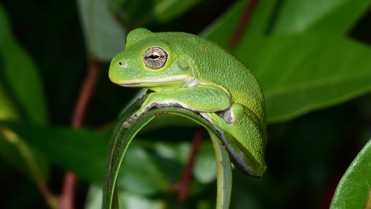 Do Frogs Shed Their Skin? All You Need To Know