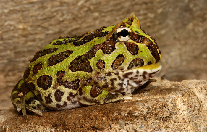 Do PacMan frogs shed their skin