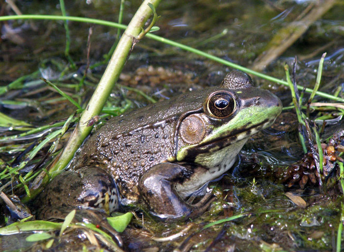 Do frogs have blood types