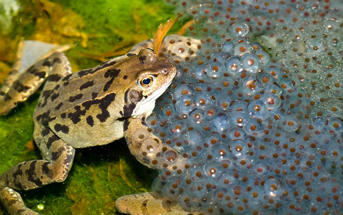 Do frogs reproduce internally or externally