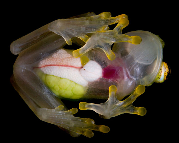 Do glass frogs have blood