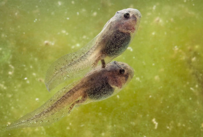 Do tadpoles have backbones