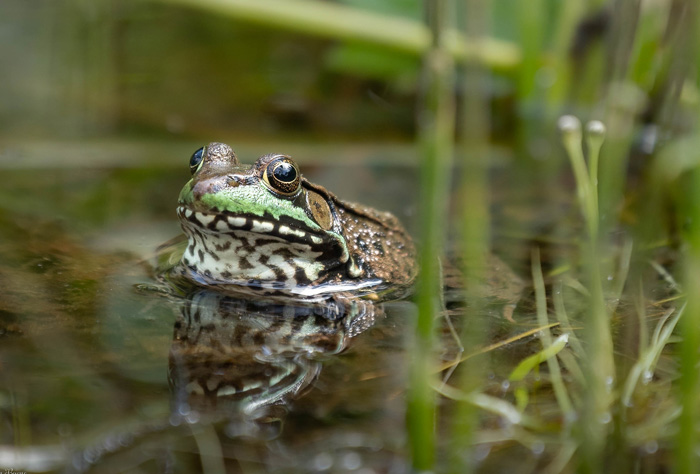 Do water frogs shed their skin