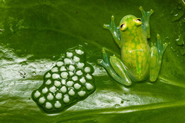 Female frog providing parental care to eggs