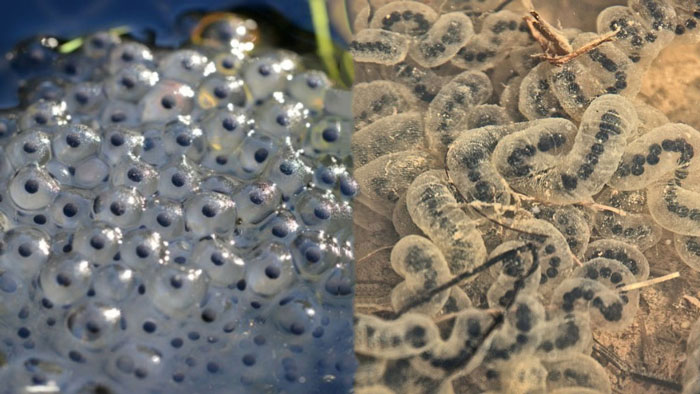 Frog Eggs Vs Toad Eggs: Similarities and Differences Explored