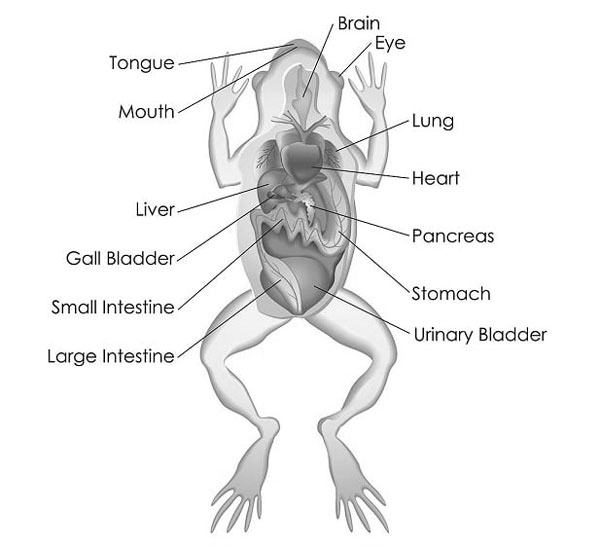 Frog Digestive System 101