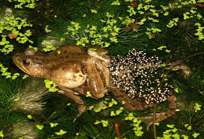 Frog laying eggs in water