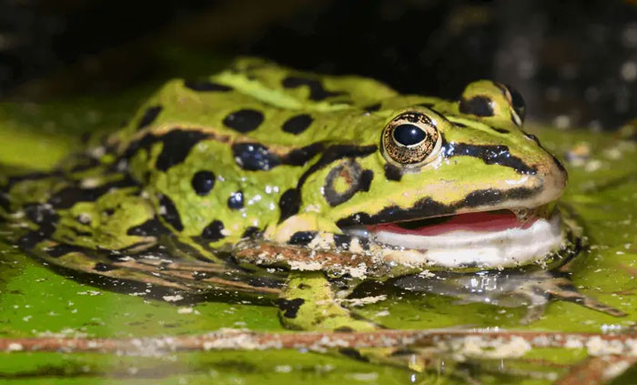 Frogs scream when under stress