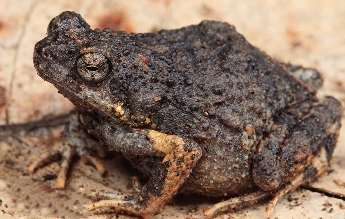 Habitat and Behavior Of Túngara Frogs