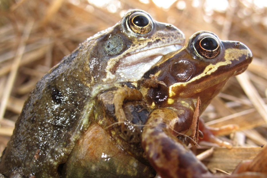 How Do Frogs Mate