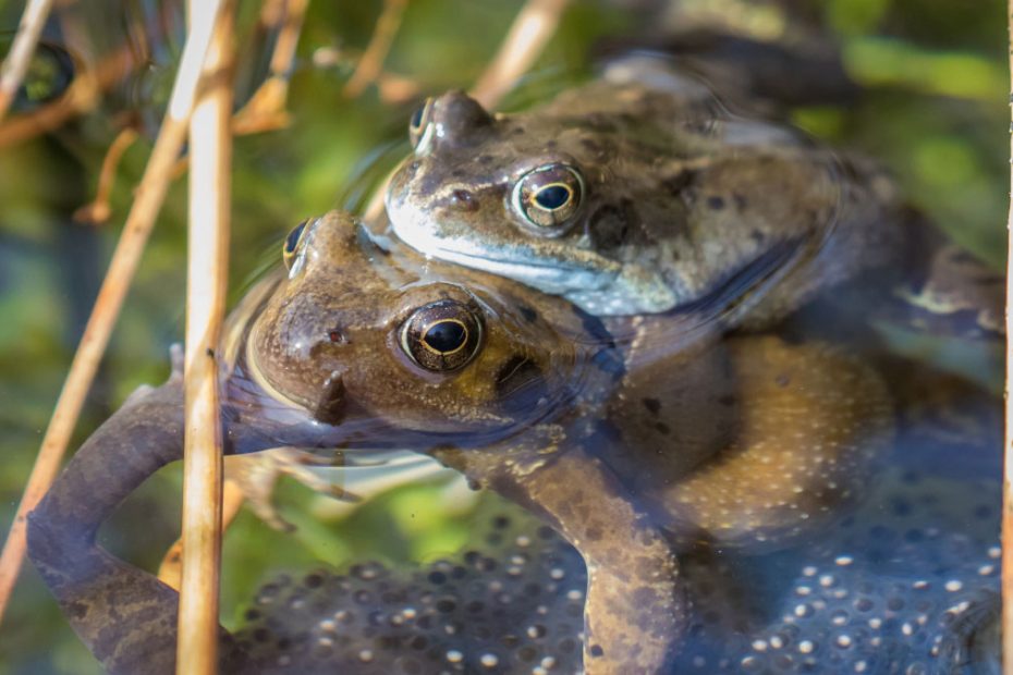 How Do Frogs Reproduce