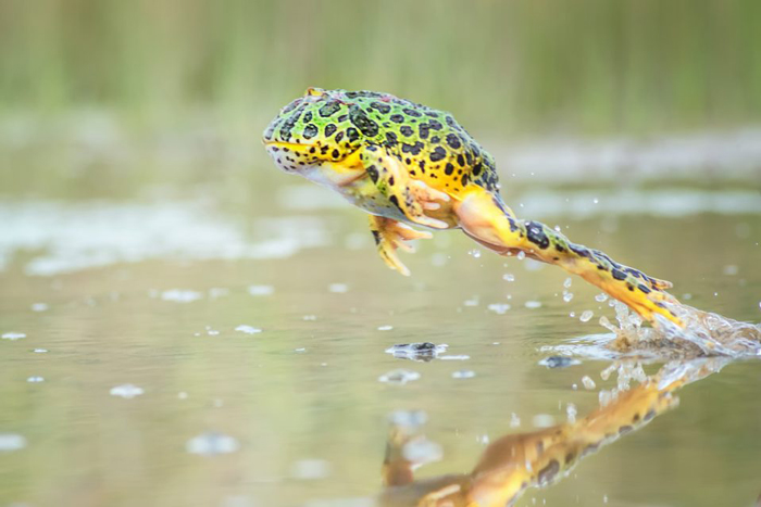 How High and Far Can a Frog Jump