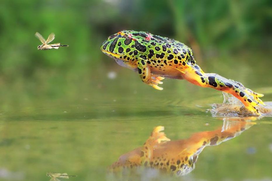 How High and Far Can a Frog Jump