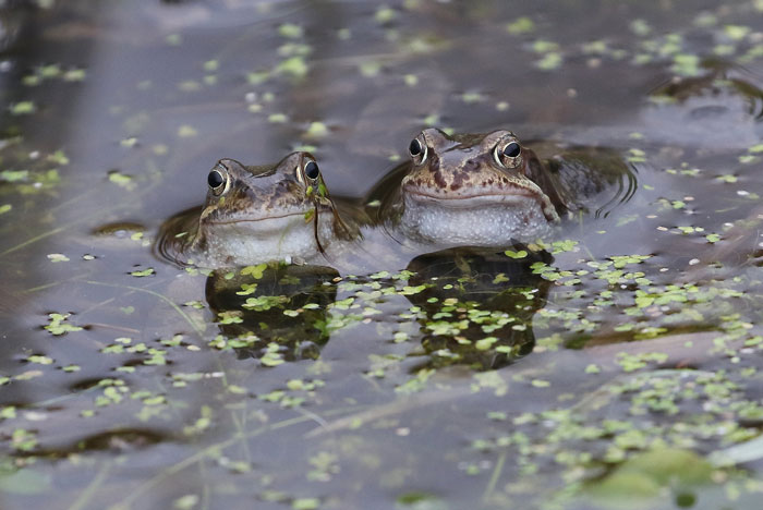 How do frogs reproduce without water