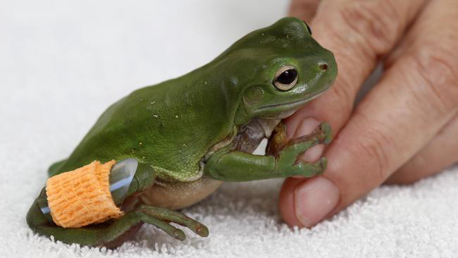 How do you help a frog with a broken back leg