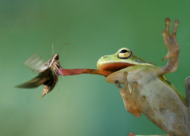 How far can a frog jump