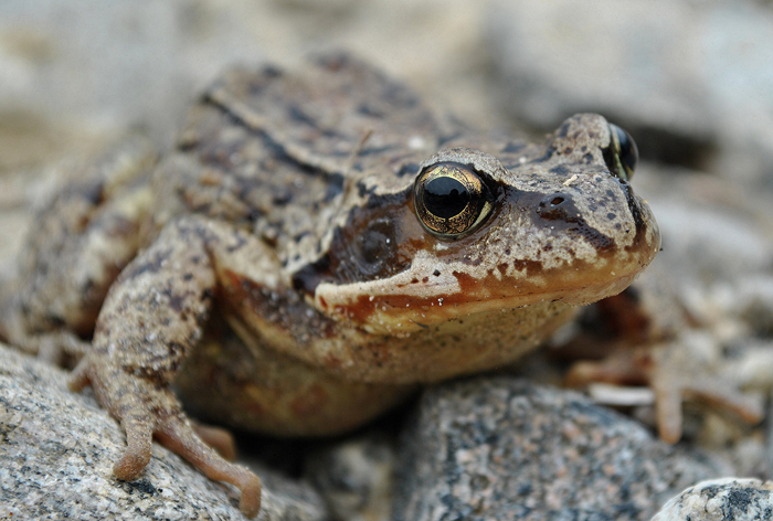 How high can a frog jump