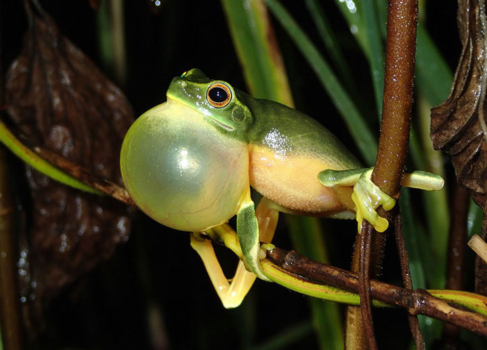 How long do frogs croak at night