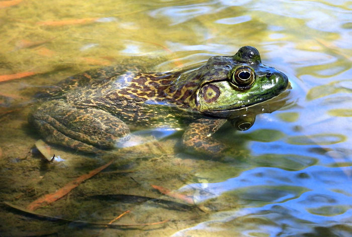 How many eggs do bullfrogs lay