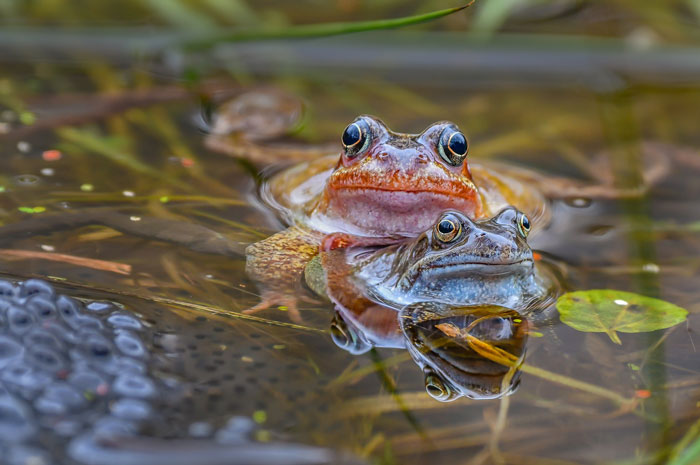 How many eggs do frogs lay per year