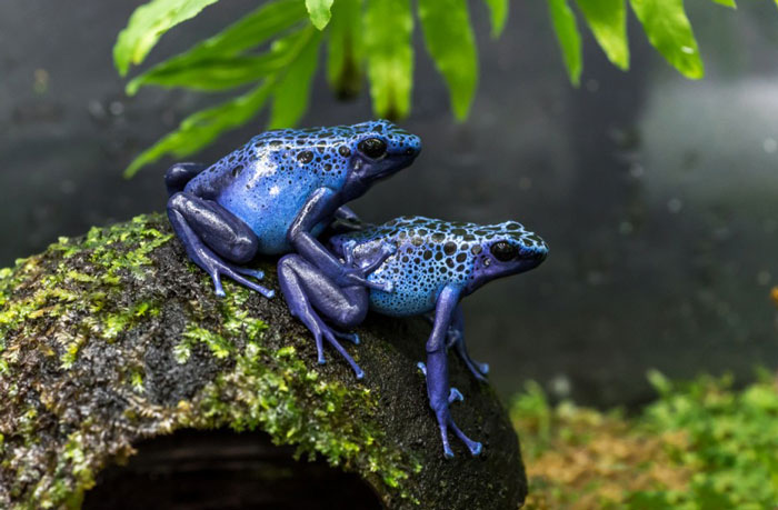 How many eggs do poison dart frogs lay