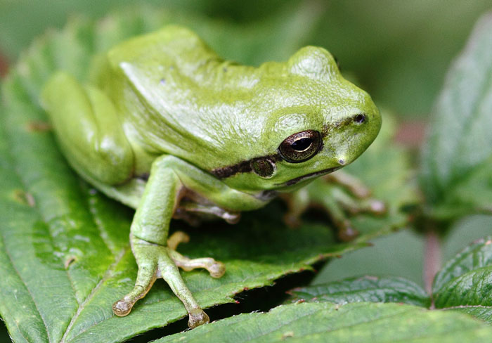 How many eggs does a tree frog lay