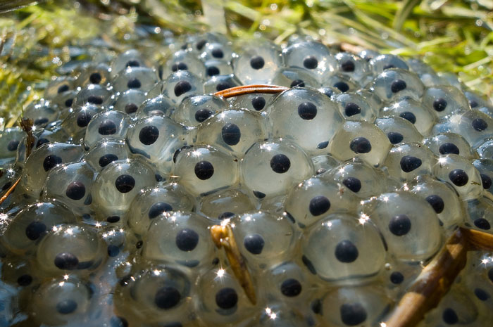 How many frog eggs survive