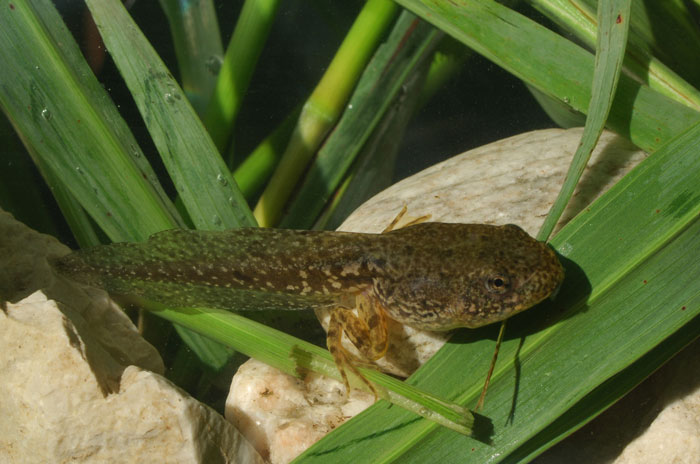 How many tadpoles survive to adulthood