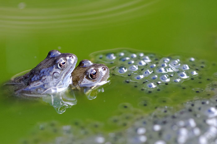 How often do frogs lay eggs