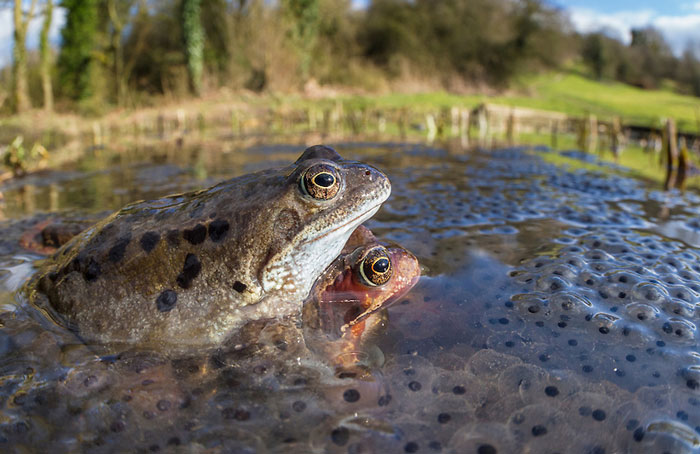 How often do frogs reproduce