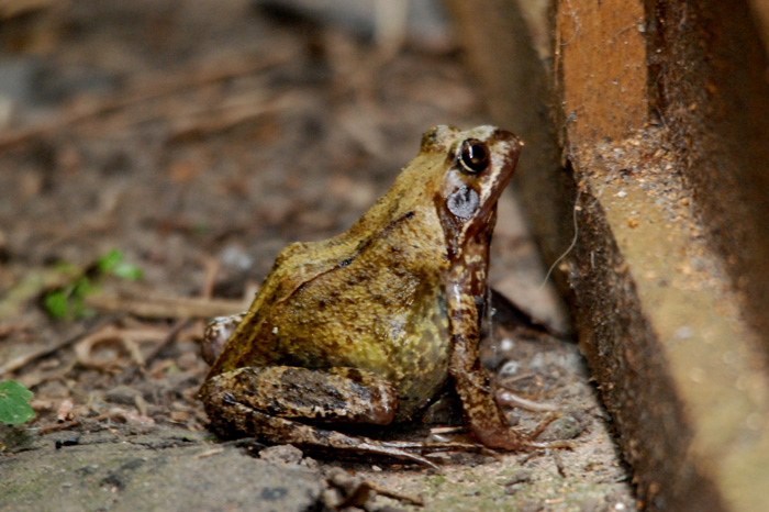 How often do frogs shed their skin