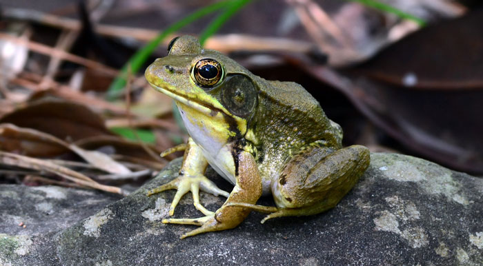 How to get rid of frogs making noise at night