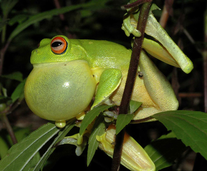 How to stop pet frogs from croaking at night