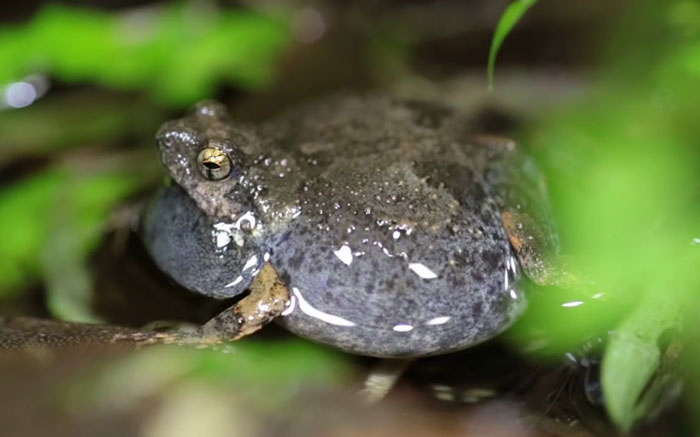 Interesting Facts Túngara Frogs