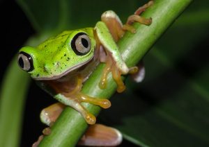 Lemur Leaf Frog 101: Physical Characteristics, Habitat, Behavior, and ...