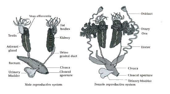 Male vs female frog reproductive system