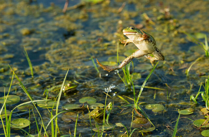 Male vs female frogs Jump