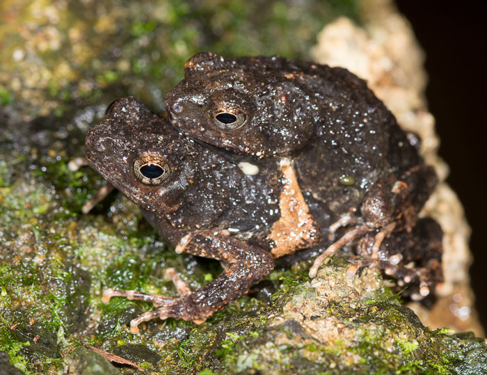 Mating Habits And Breeding Behaviors Of Túngara Frogs