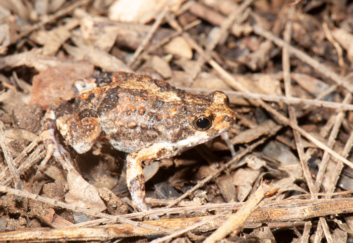 Overview Of The Different Behaviors Exhibited By Túngara Frogs