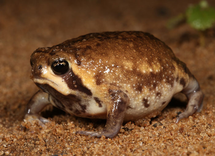 Desert Rain Frog 101: Physical Characteristics, Habitat, Behavior, and ...